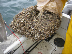 mussels in the great lakes