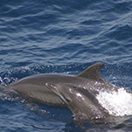 Bottlenose dolphin in the Gulf of Mexico. NOAA.